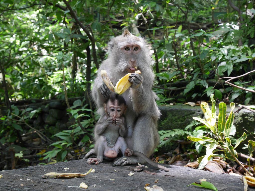 Pondok Penestanan Villa Ubud Dış mekan fotoğraf